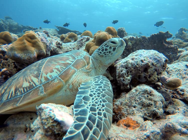 Green Sea Turtle