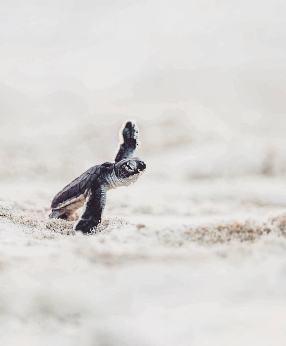 Baby Sea Turtle