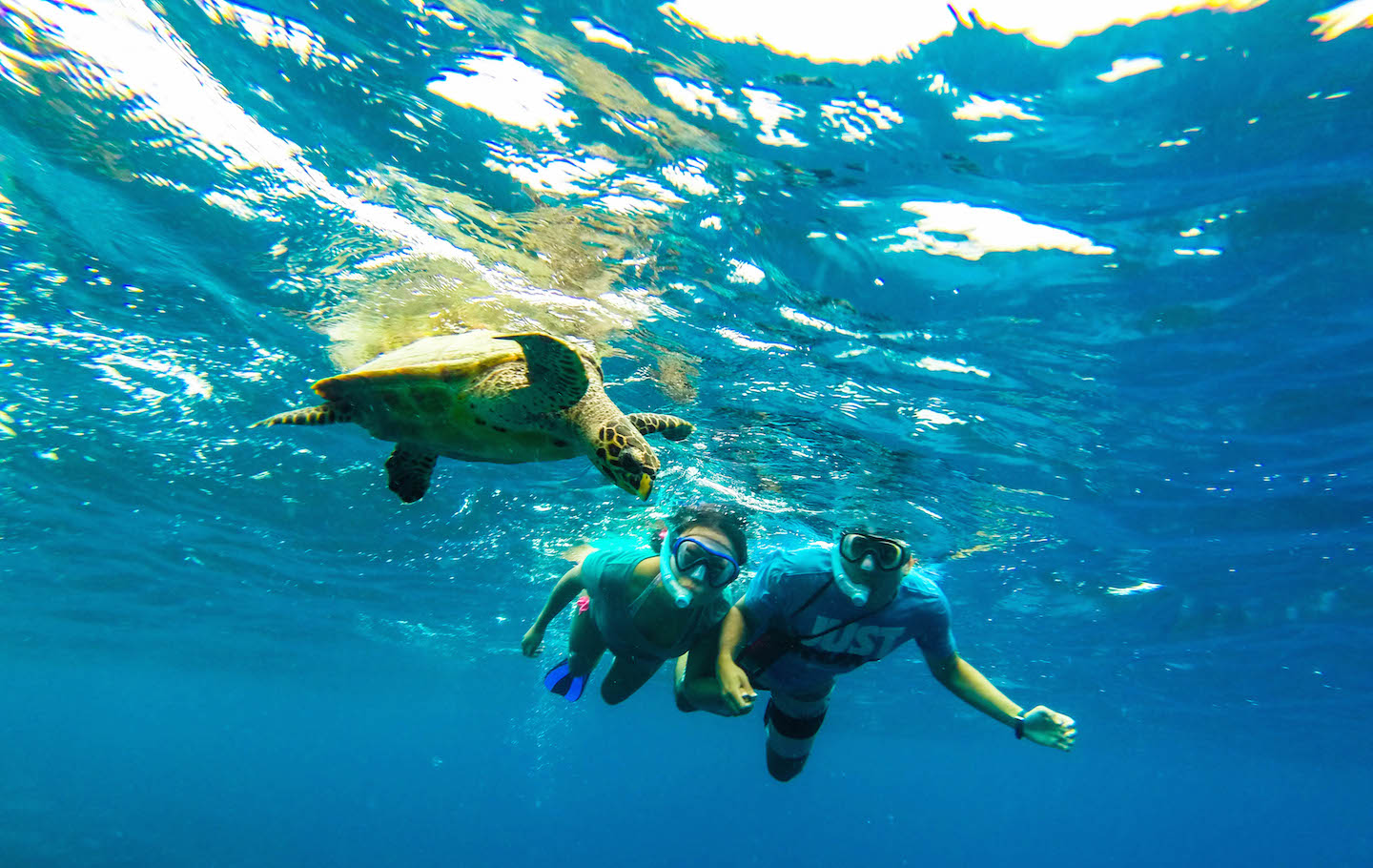 Swimming with Sea Turtles