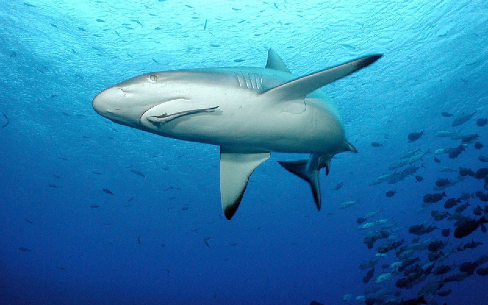 Grey Reef Shark