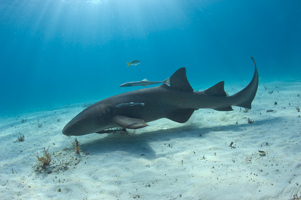 Nurse Shark