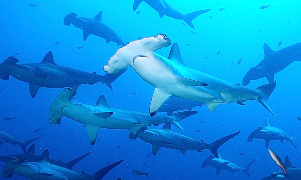 Hammerhead Shark