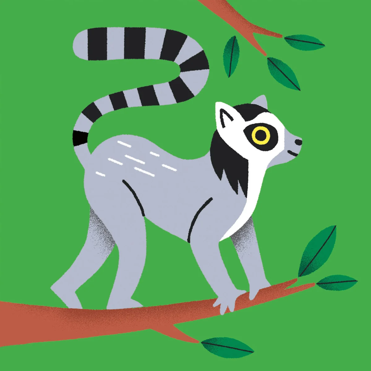 Lemur for insta.jpg