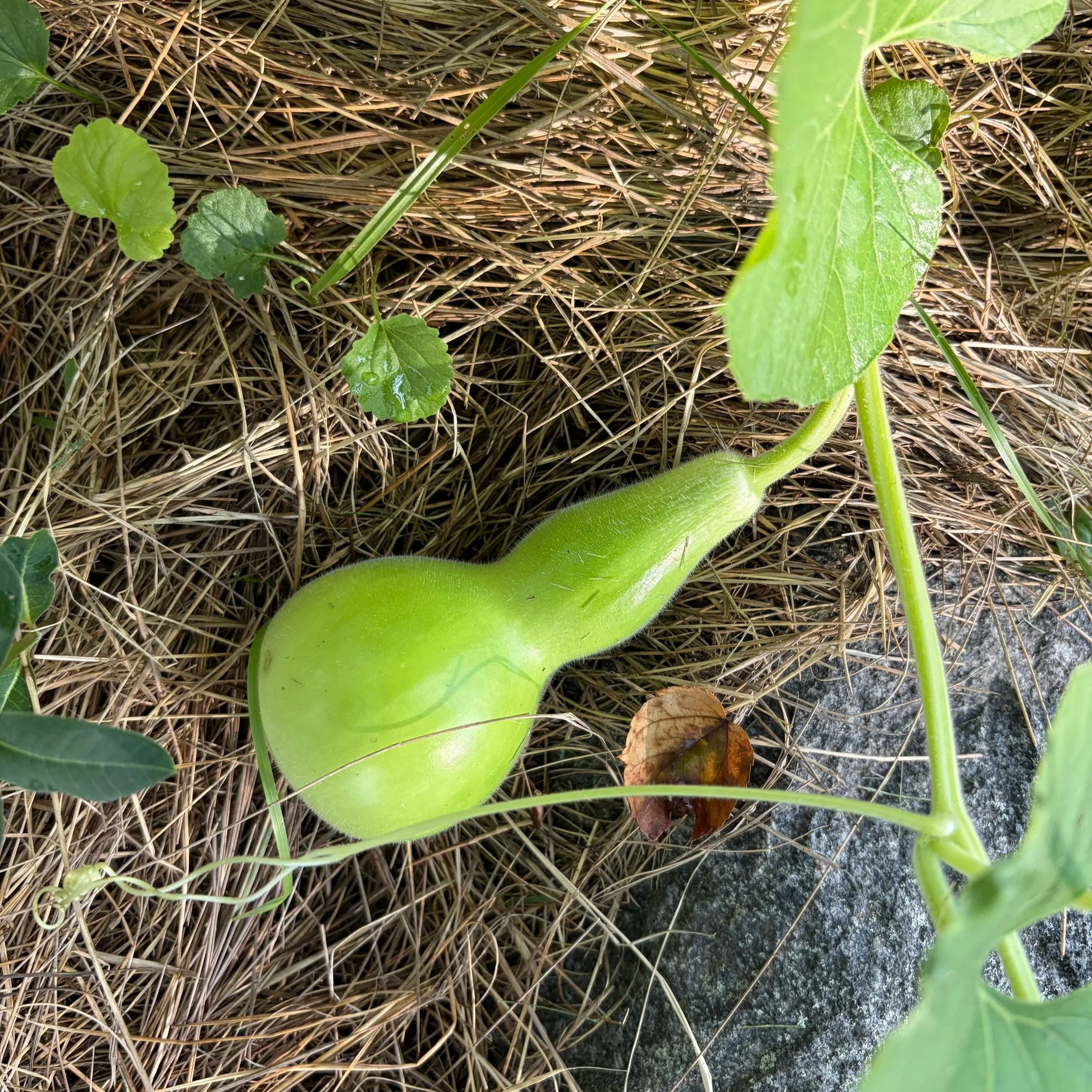 What the Gourd Vines Taught Me About Organizations