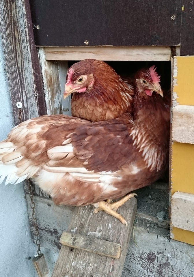 Høner i gluggen (1).jpg