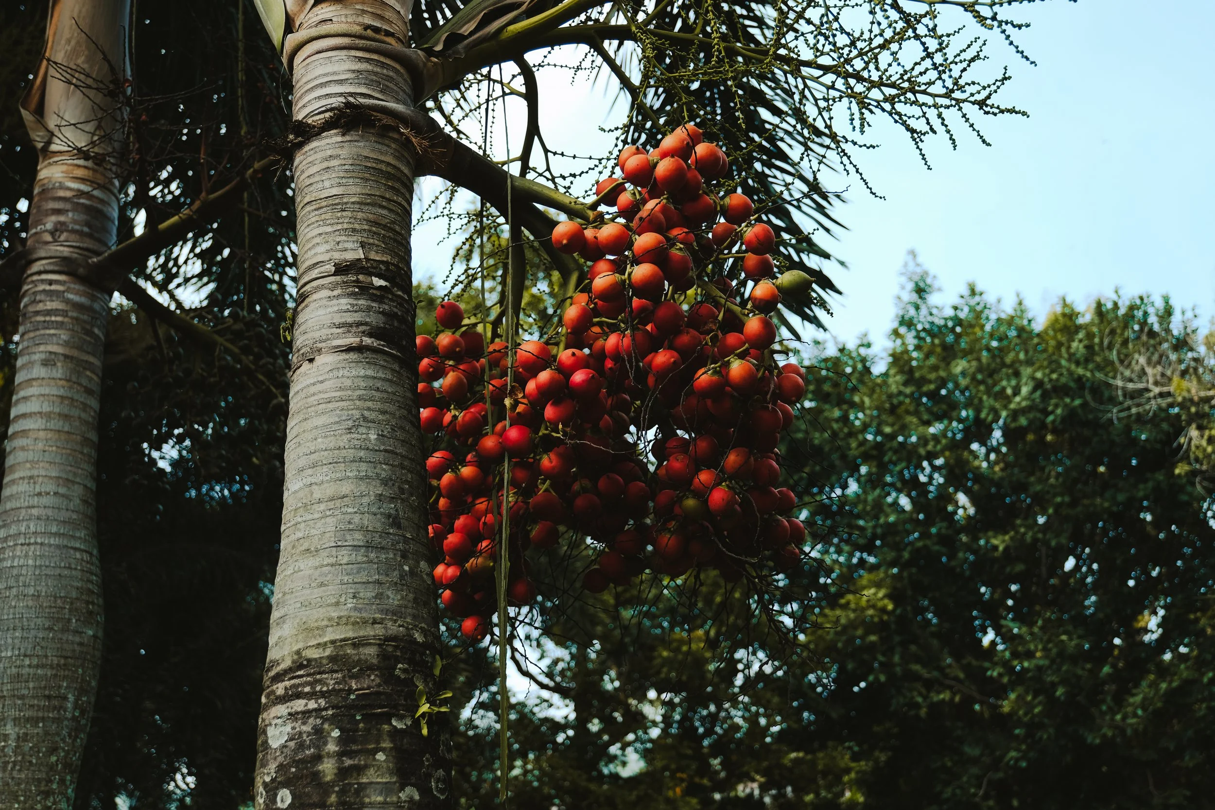 DSCF8867.jpg