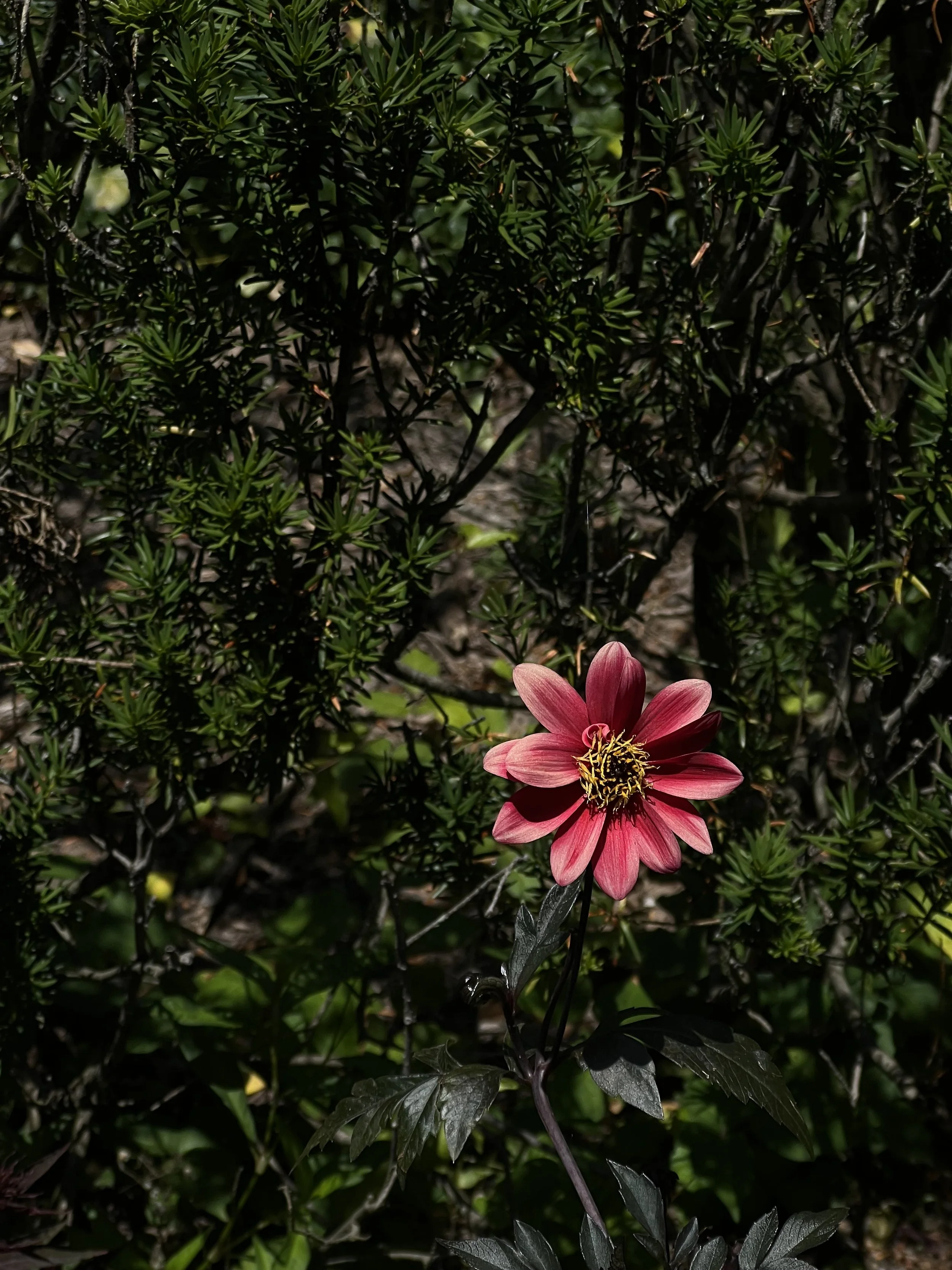 2024-06-28 13.14.16.jpg