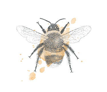 Bumble bee illustration - sRGB@0,75x.png