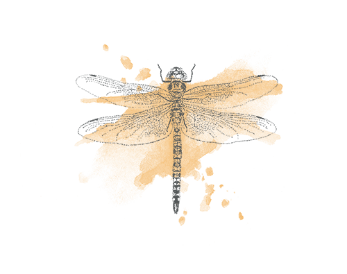 Dragonfly illustration - sRGB.png