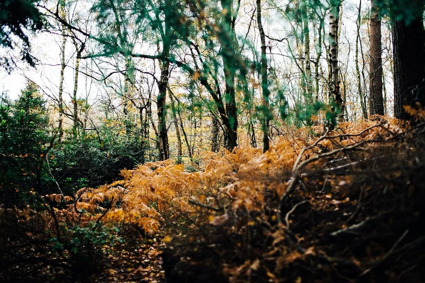 Forget the ballroom.
@reuthes_lost_gardens is a jungle-like dream nestled in Kent&rsquo;s woodlands&mdash;perfect for couples craving something raw, beautiful and off the beaten path.
It&rsquo;s all mossy trails, rare plants, and the kind of wild cha