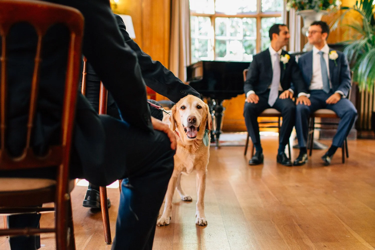 Wedding ceremony at Burgh House with the couple's dog  looking at the camera