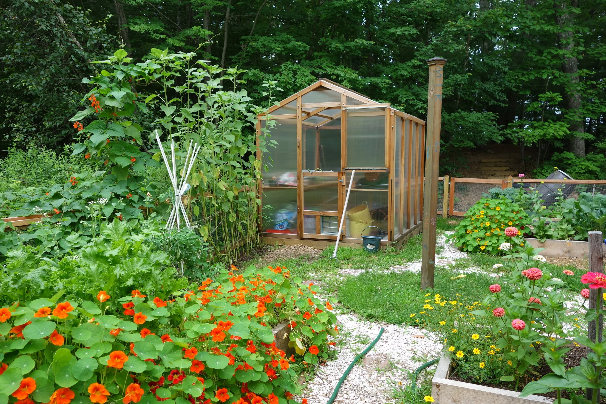  The school garden in the summer. 