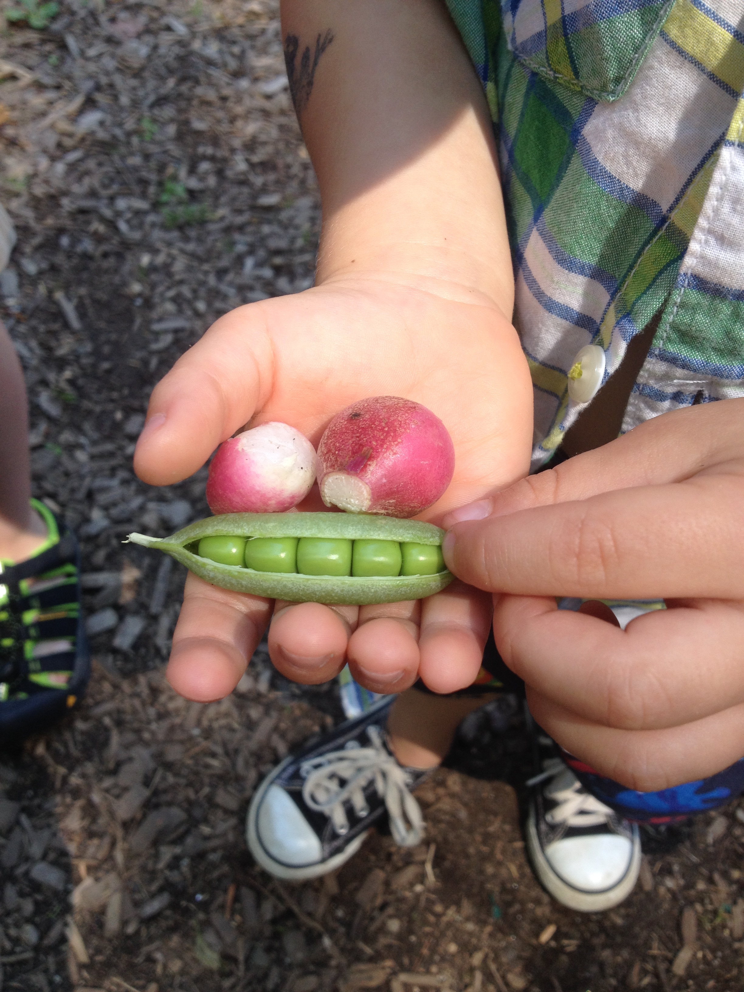  Picture perfect peas and radish fresh from the school garden. 