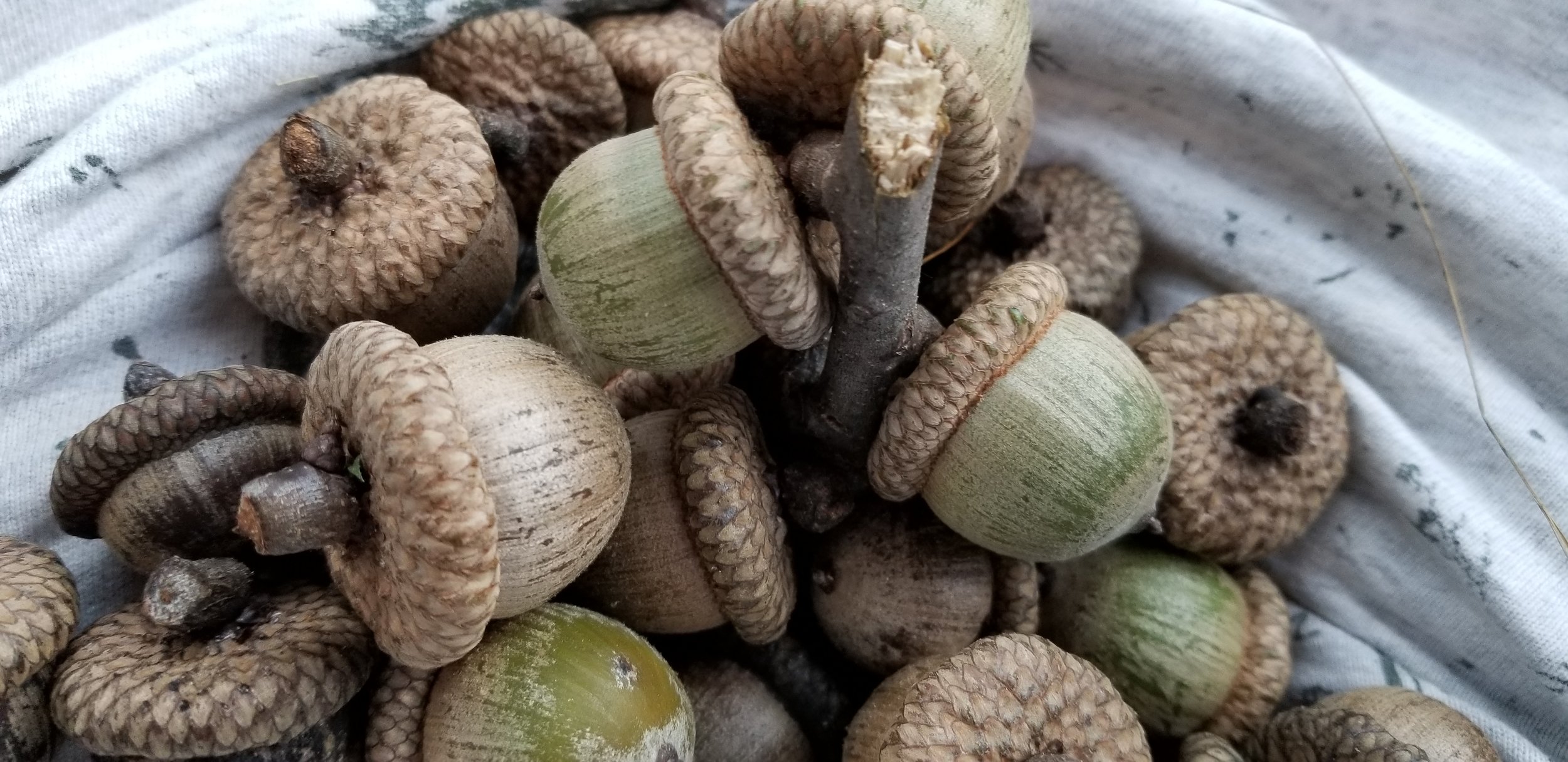 From Small Acorns Friendships Grow