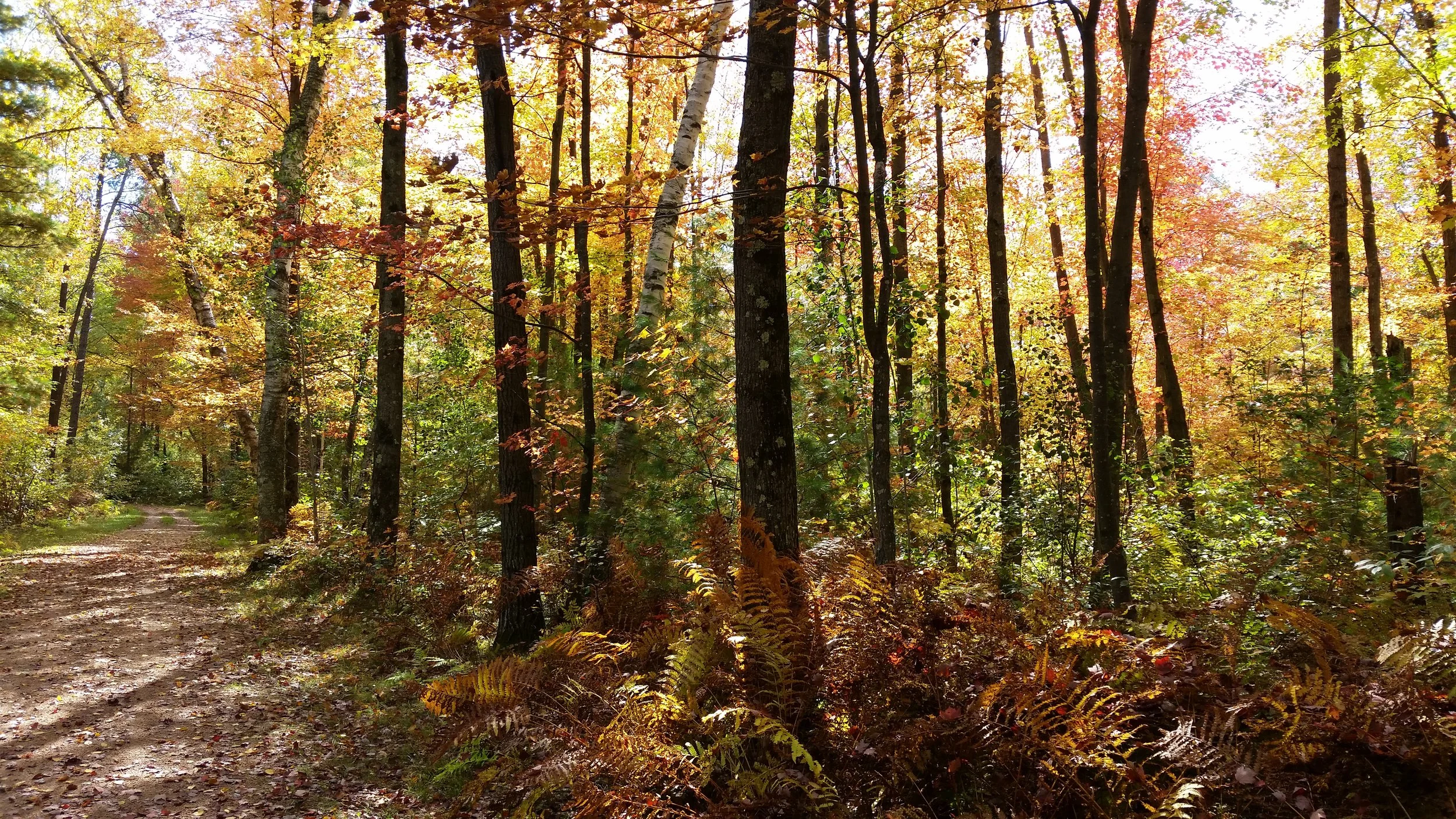 Autumn Trail