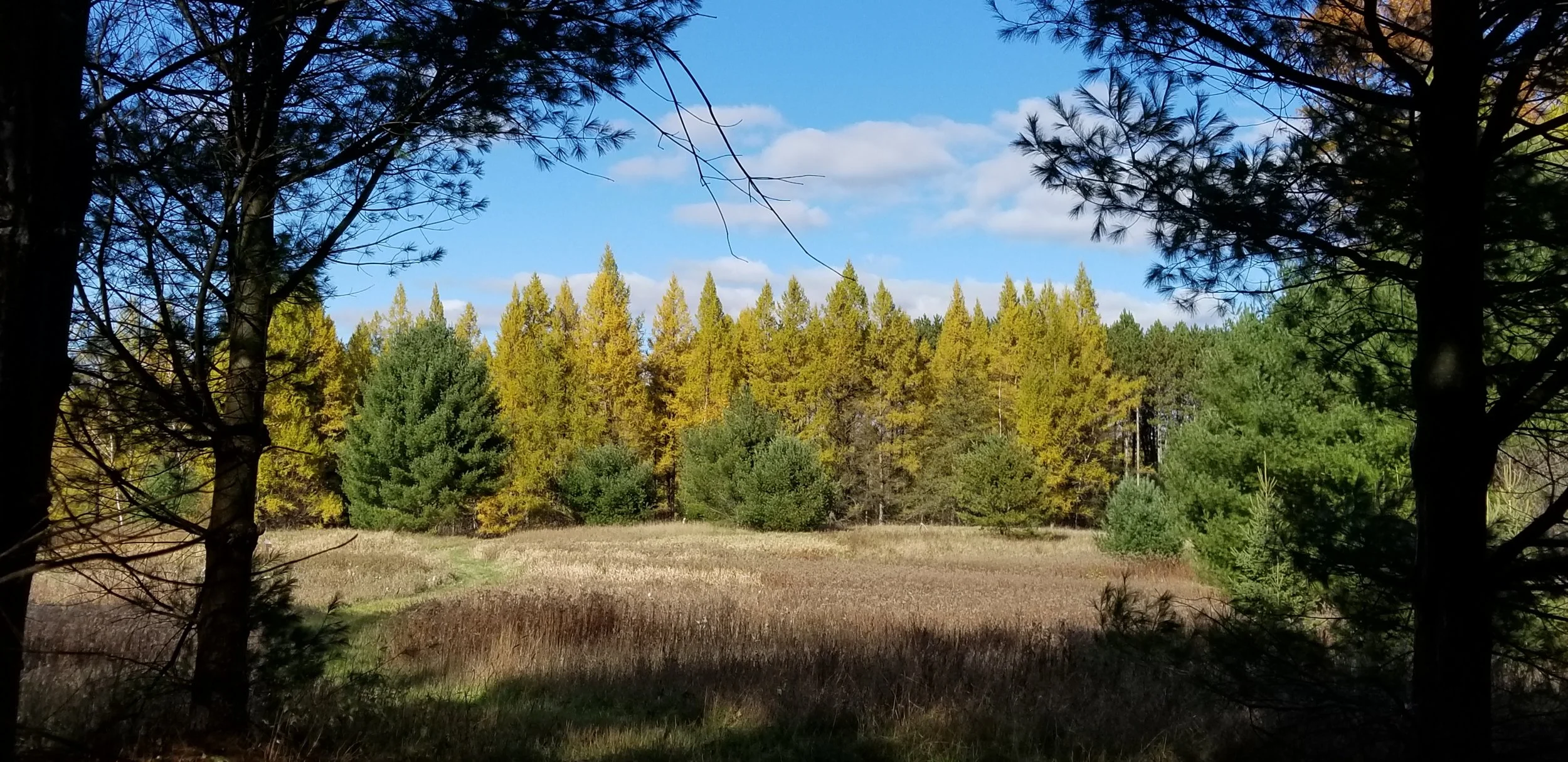 Smoky Gold Memories
