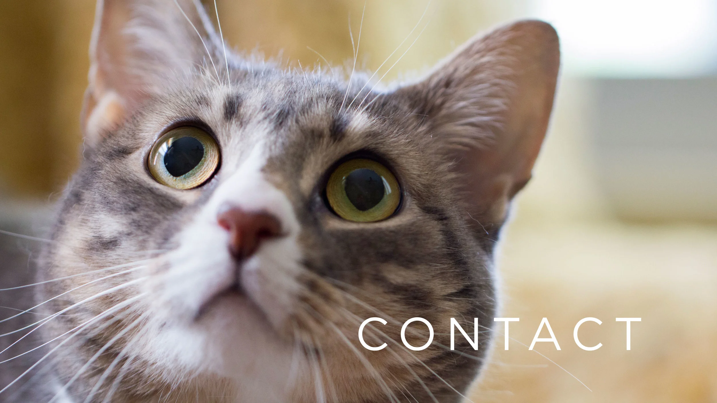Cat-Face-Website.jpg
