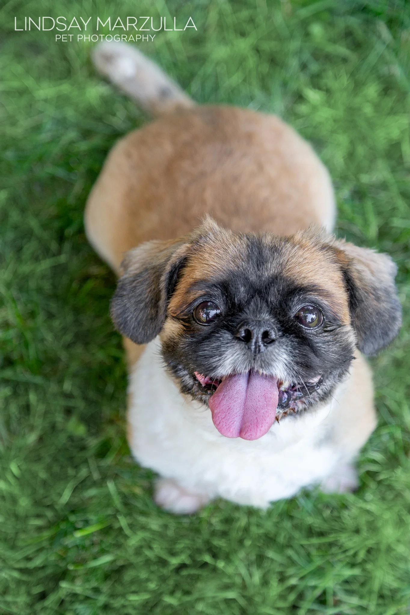 Roxy is definitely the more rambunctious of the two, but her curiosity afforded us a few brief moments of stillness together!
