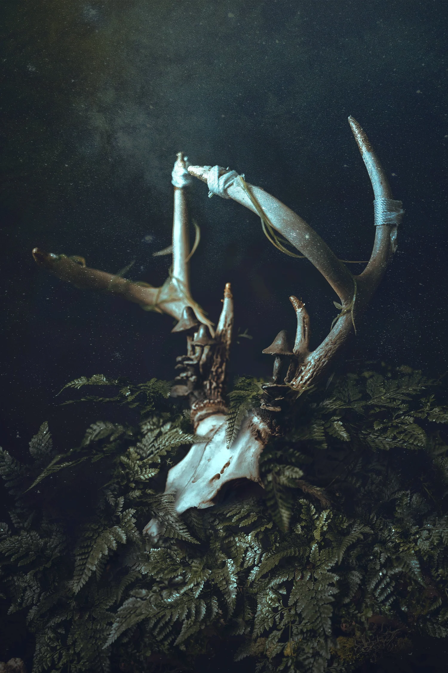An antlered skull resting among moss and ferns in a dark woodland scene