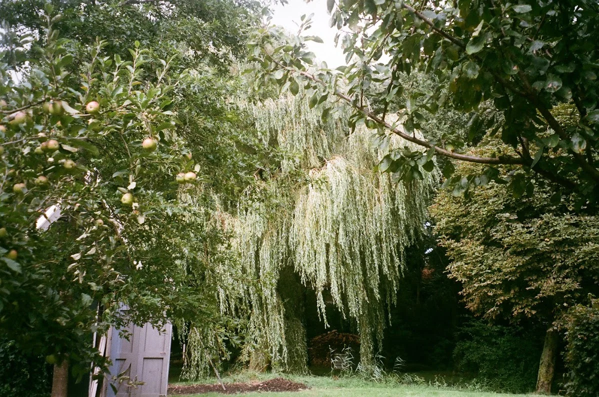  Middelie, Netherlands 