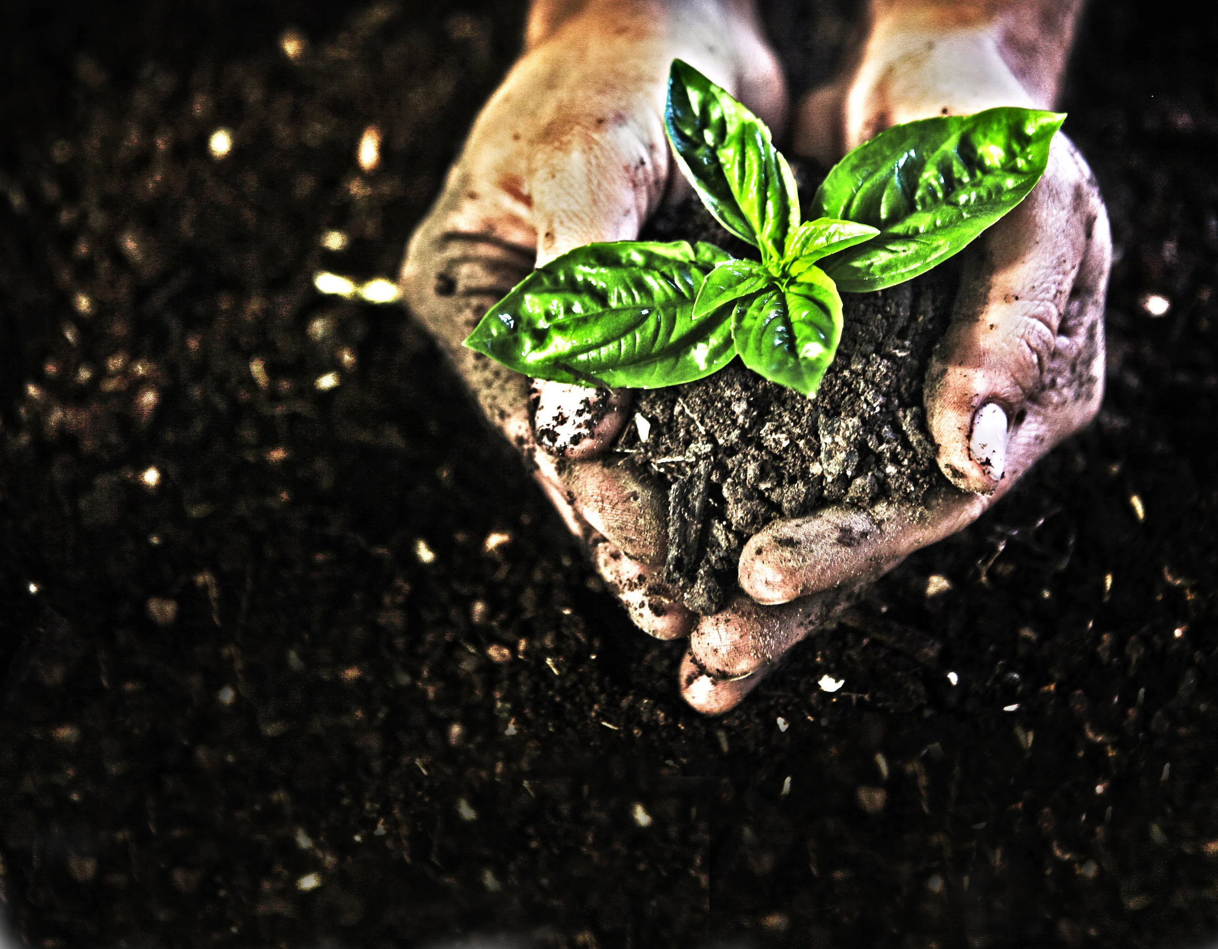 IMG_2257_Soil Picture_HDR_tall.jpg