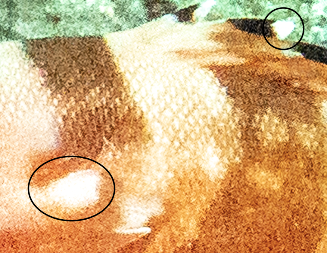 Unrecoverable blown out highlights :(