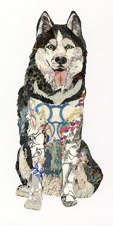 "Champ" The Husky
