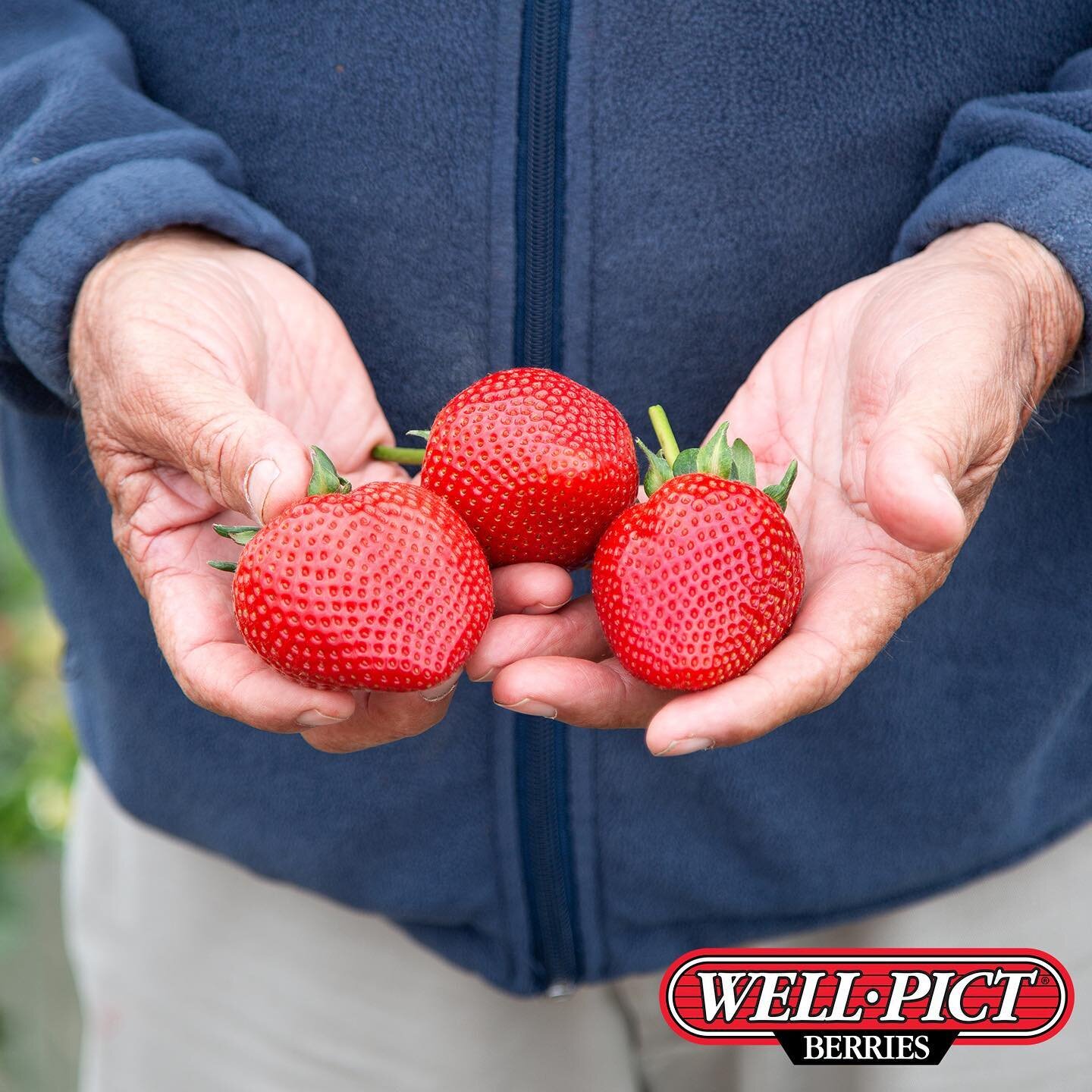 With the California strawberry season in full swing, @wellpictberries is an industry leader in providing juicy jewels like these! 🍓