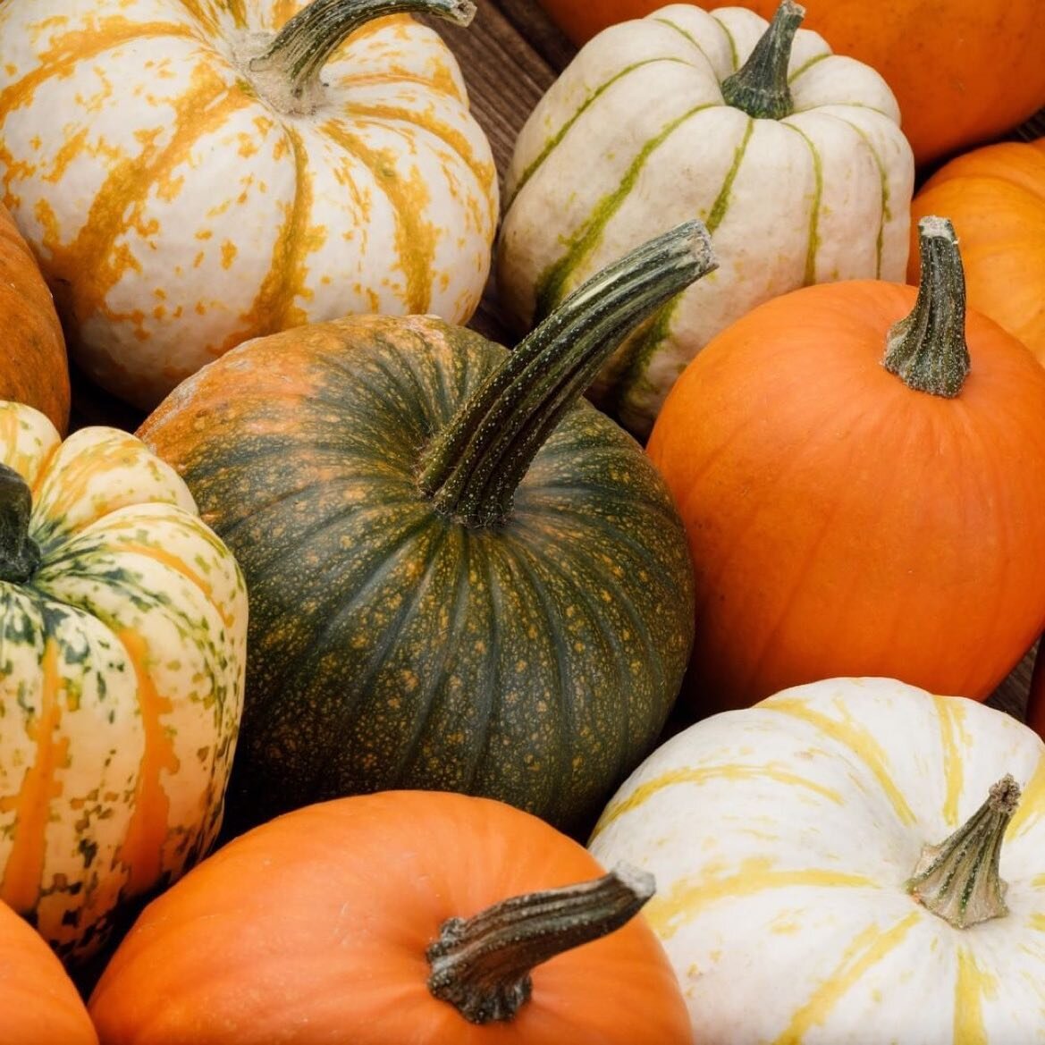 Happy National Pumpkin Day! 🎃

Check out these fun facts about pumpkins: 
🥒 Pumpkins are related to cucumbers, melons &amp; luffas
👂The high content of potassium in pumpkins can help protect against age-related hearing loss
💦 Pumpkins are 80 - 90