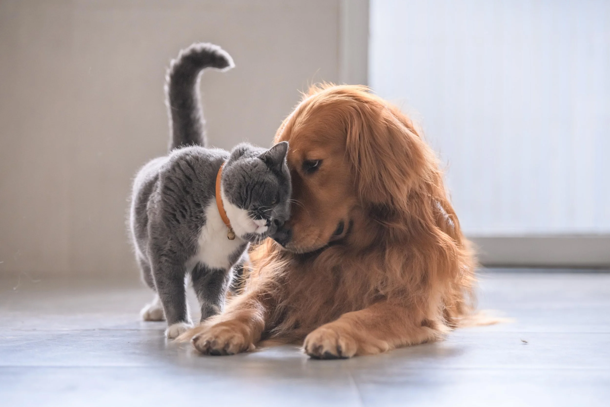 FAQ Friday: Pets