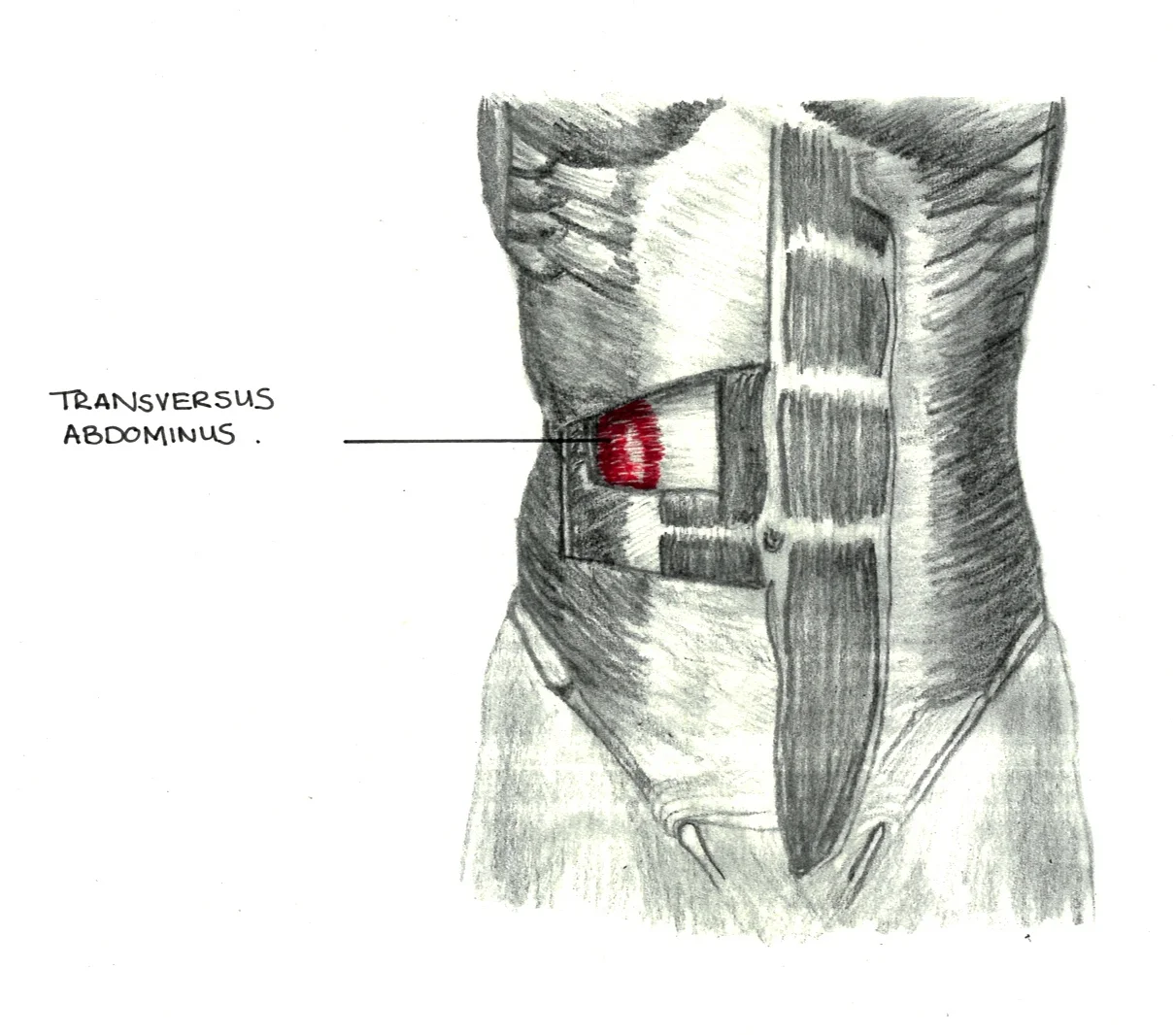 Sketches As part of the learning material, vivid sketches reveal the anatomy of your incredible voice and body. Why should only guitarists know their instruments? Very often, a simple explanation of the larynx or diaphragm leads to a massive "aha" moment and correct a problem.