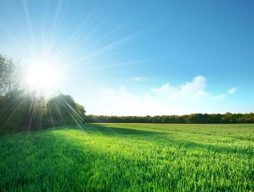 Green Field.jpg
