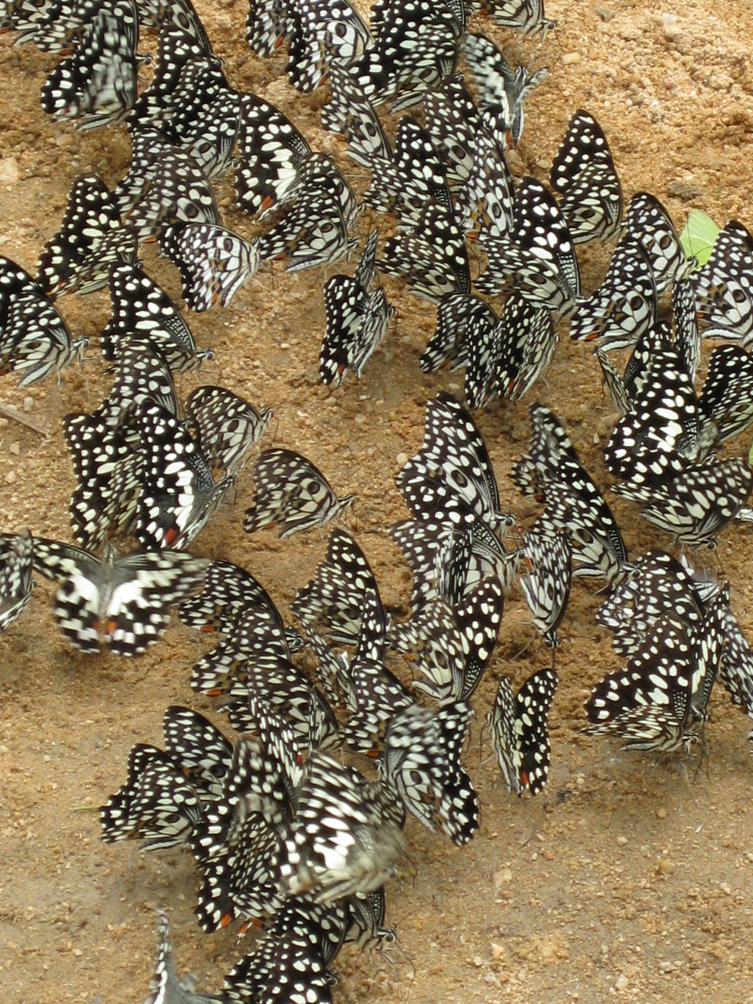 C11 Butterflies.jpg