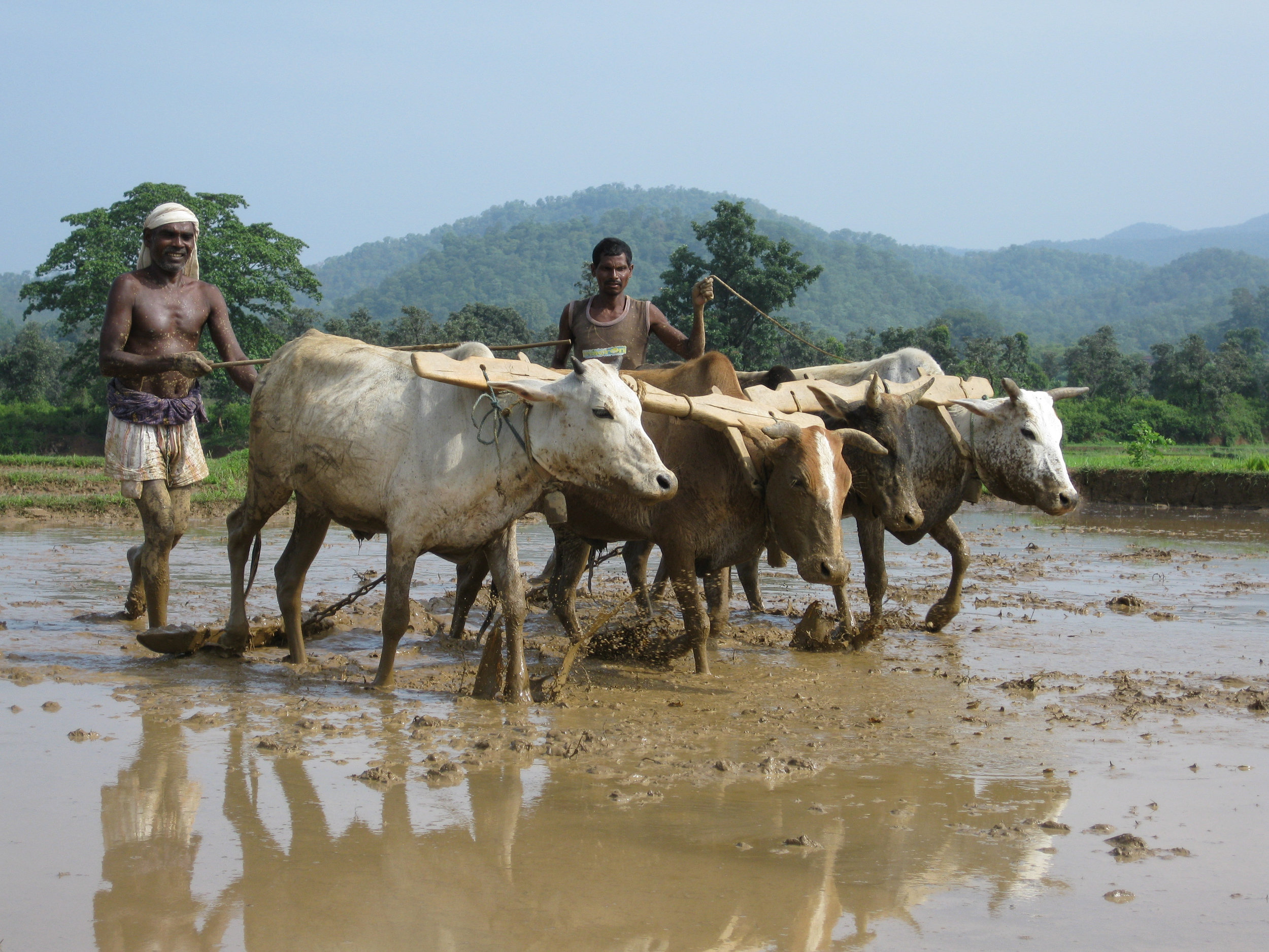 C4 Oraon Adivasis prepare their land for planting rice.jpg