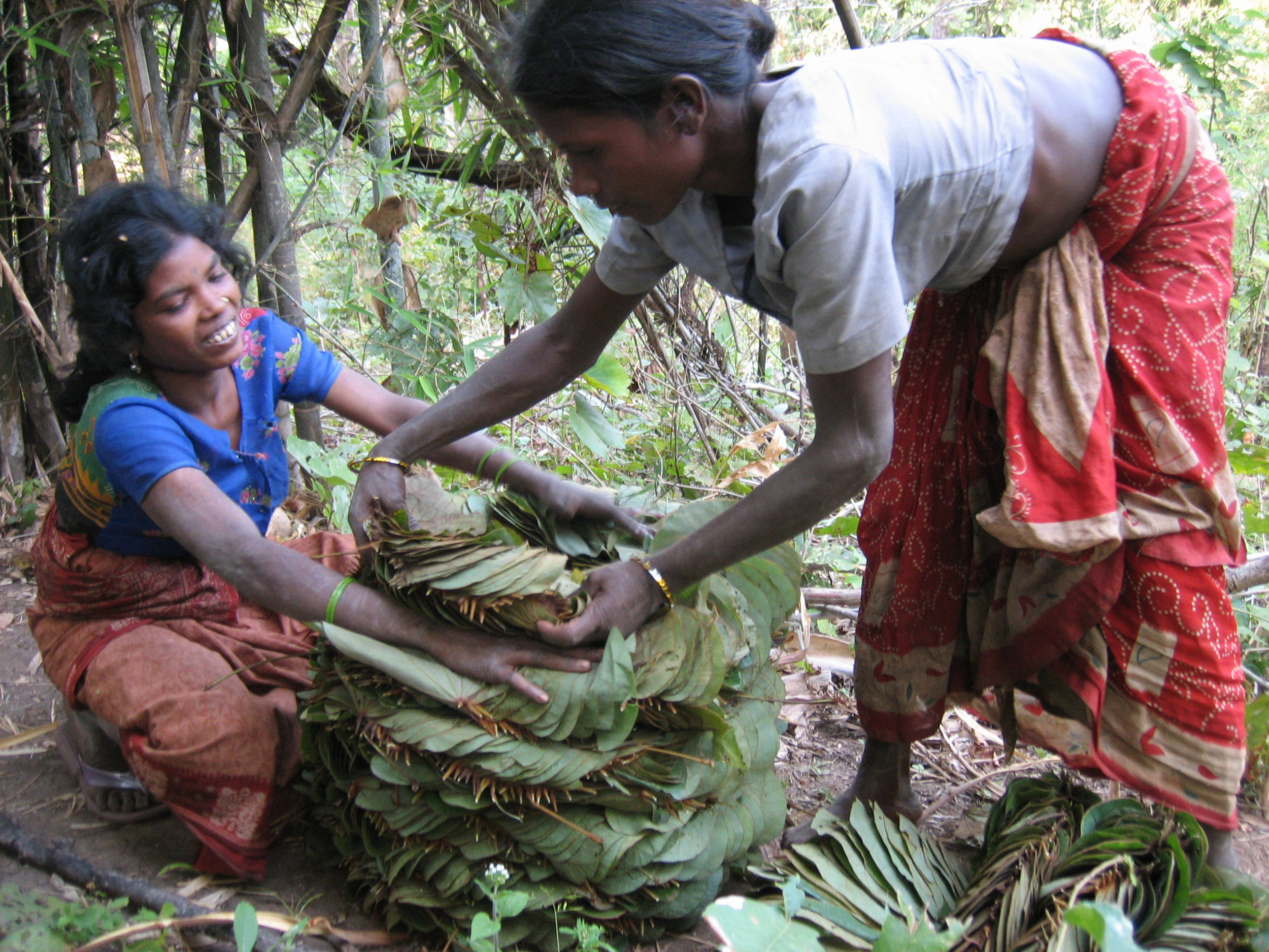 C13 Oraon Adivasi women picking mohallan leaves.jpg