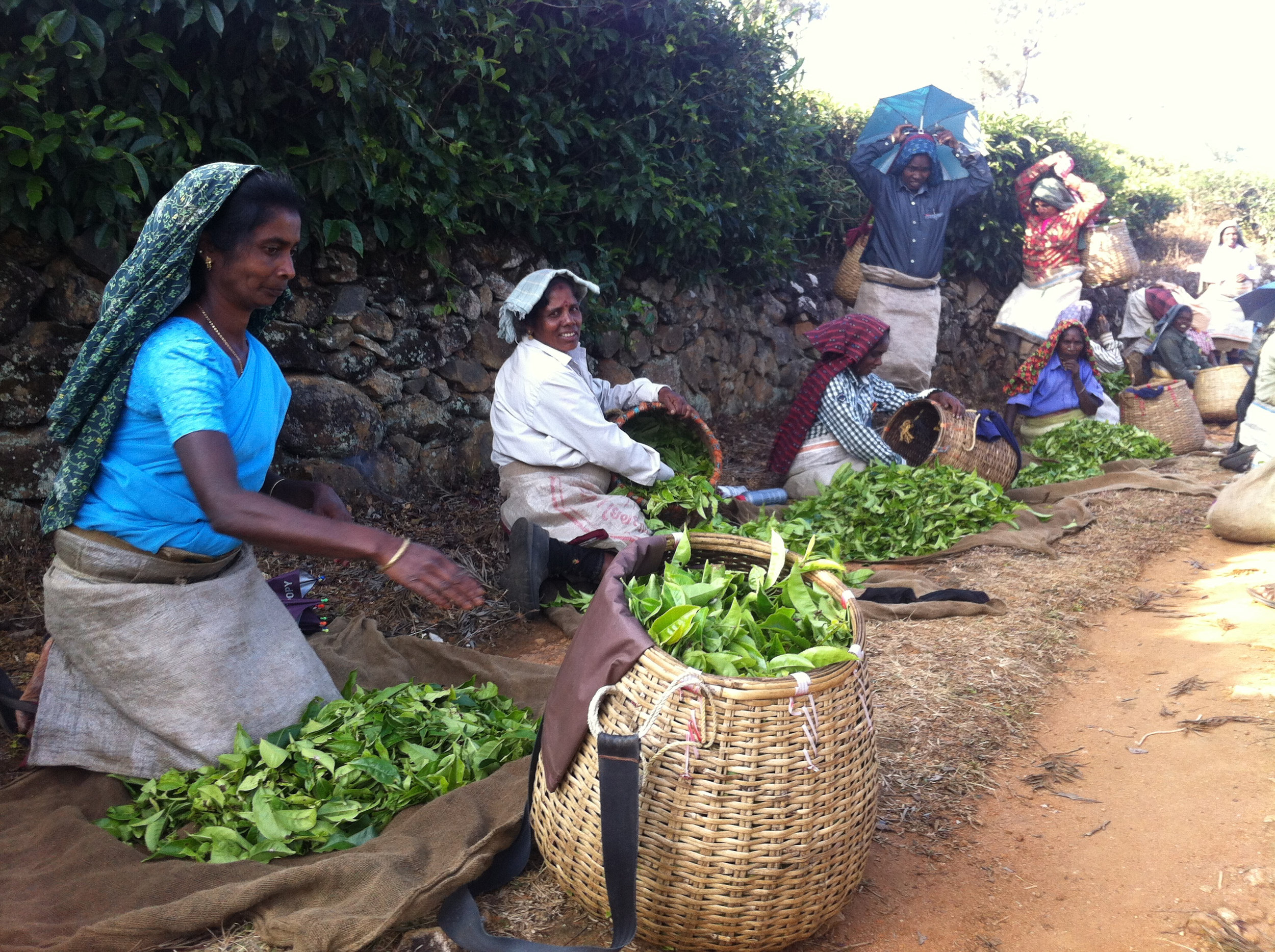J1ii Tamil tea workers 2.jpg