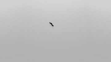 bio2.gif
