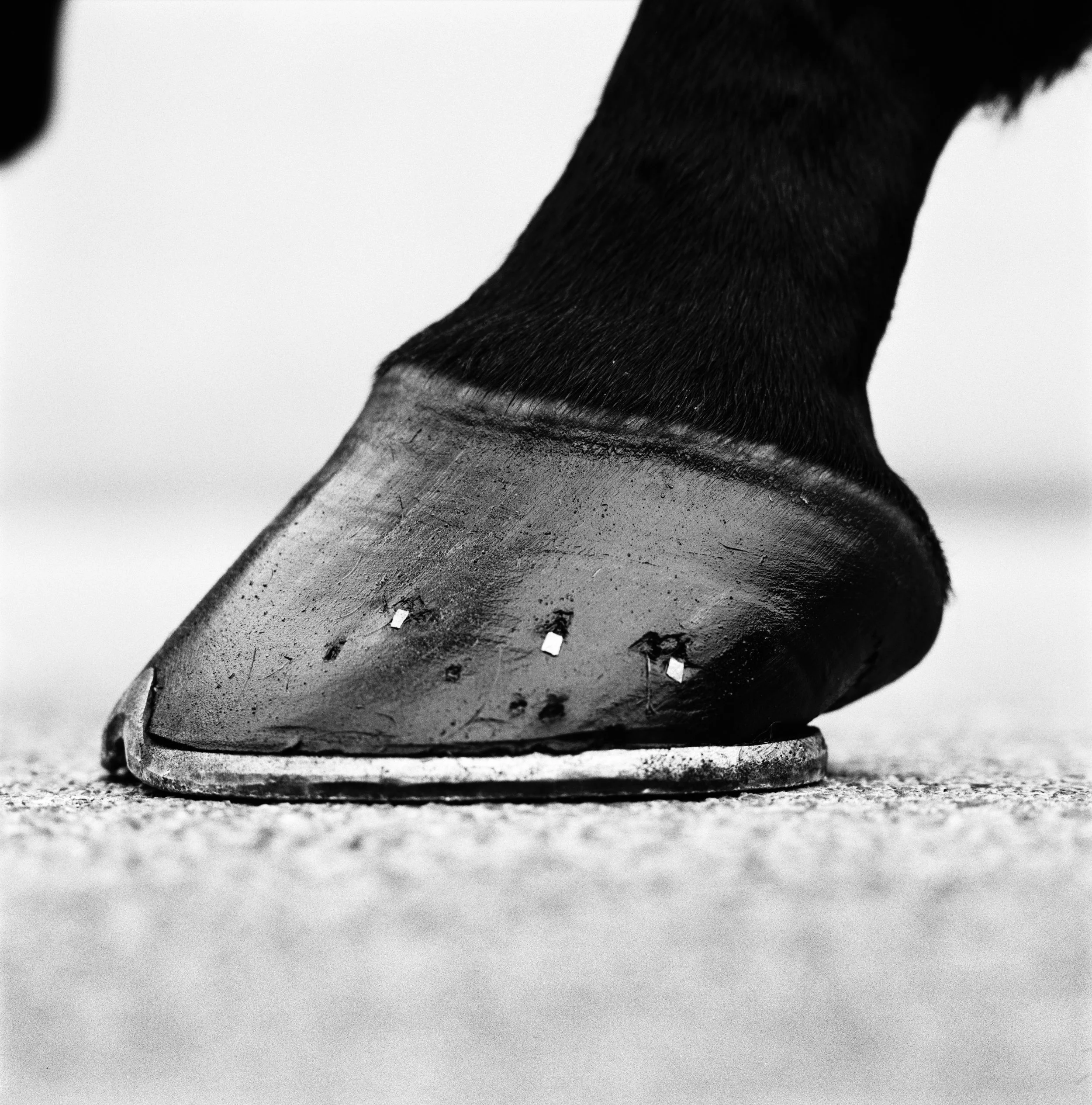 cape cross hoof.jpg