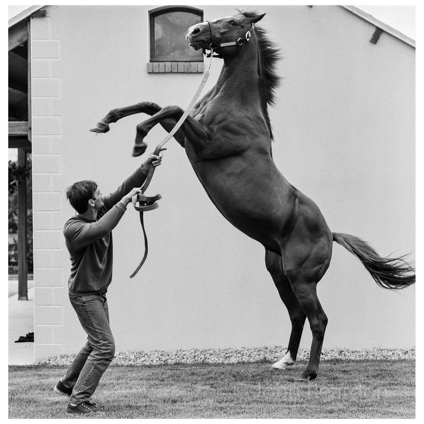Starborough.

&copy; John Reardon, 2000.

Follow @johnreardonarchive for more unpublished &amp; archive materials.

@johnreardonarchive #johnreardonarchive #johnreardon #shotincamera #equinephotographs #equinephotography #racehorse #stud #stallion #t