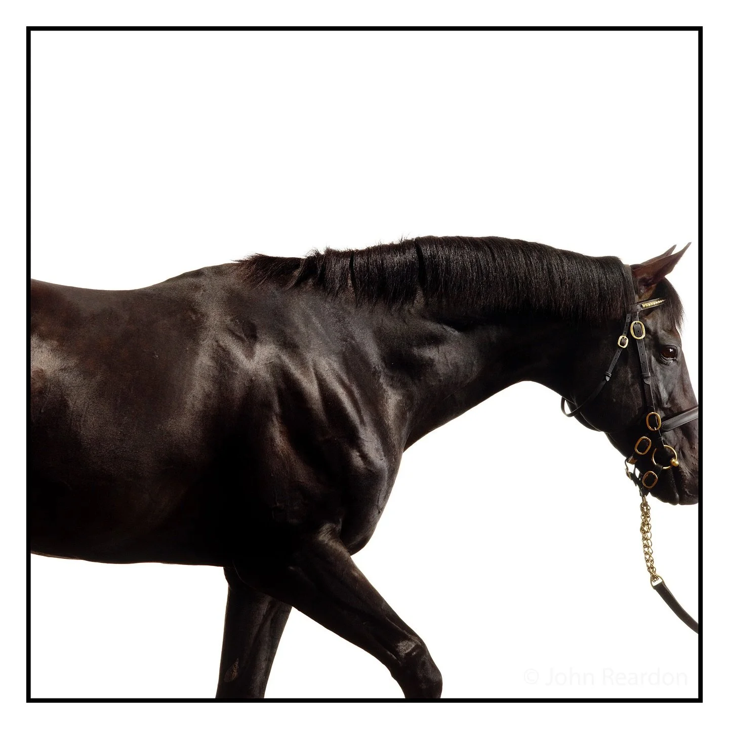 Cape Cross.

&copy; John Reardon, 2010.

Follow @johnreardonarchive for more unpublished &amp; archive materials.

@johnreardonarchive #johnreardonarchive #johnreardon #shotincamera #equinephotographs #equinephotography #racehorse #stud #stallion #th