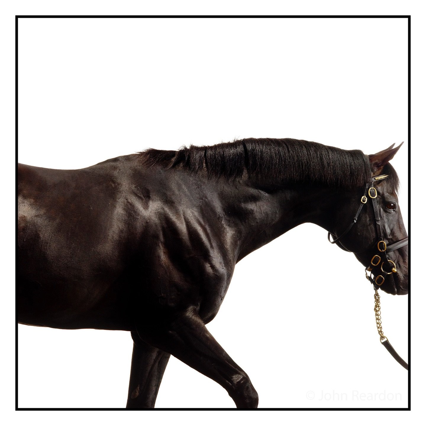 Cape Cross.

&copy; John Reardon, 2010.

Follow @johnreardonarchive for more unpublished &amp; archive materials.

@johnreardonarchive #johnreardonarchive #johnreardon #shotincamera #equinephotographs #equinephotography #racehorse #stud #stallion #th