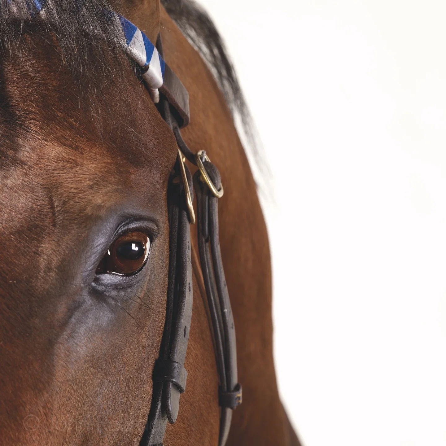 This year will be&hellip;
 Year of the Horse 

🐎 Dubawi
 &copy; John Reardon

#johnreardonarchive_equine
#yearofthehorse
#ChineseNewYear
#17february2026
#horses