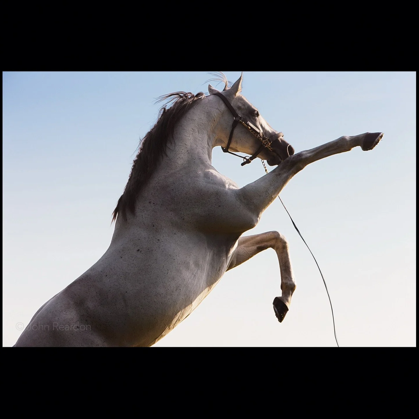 Happy Chinese New Year. 
Year of the Horse.

Sagamix photographed at Haras du Logis, France &copy; John Reardon.

Follow @johnreardonarchive for more unpublished &amp; archive materials.

#johnreardonarchive_equine #ChineseNewYear #Zodiac #YearOfTheH