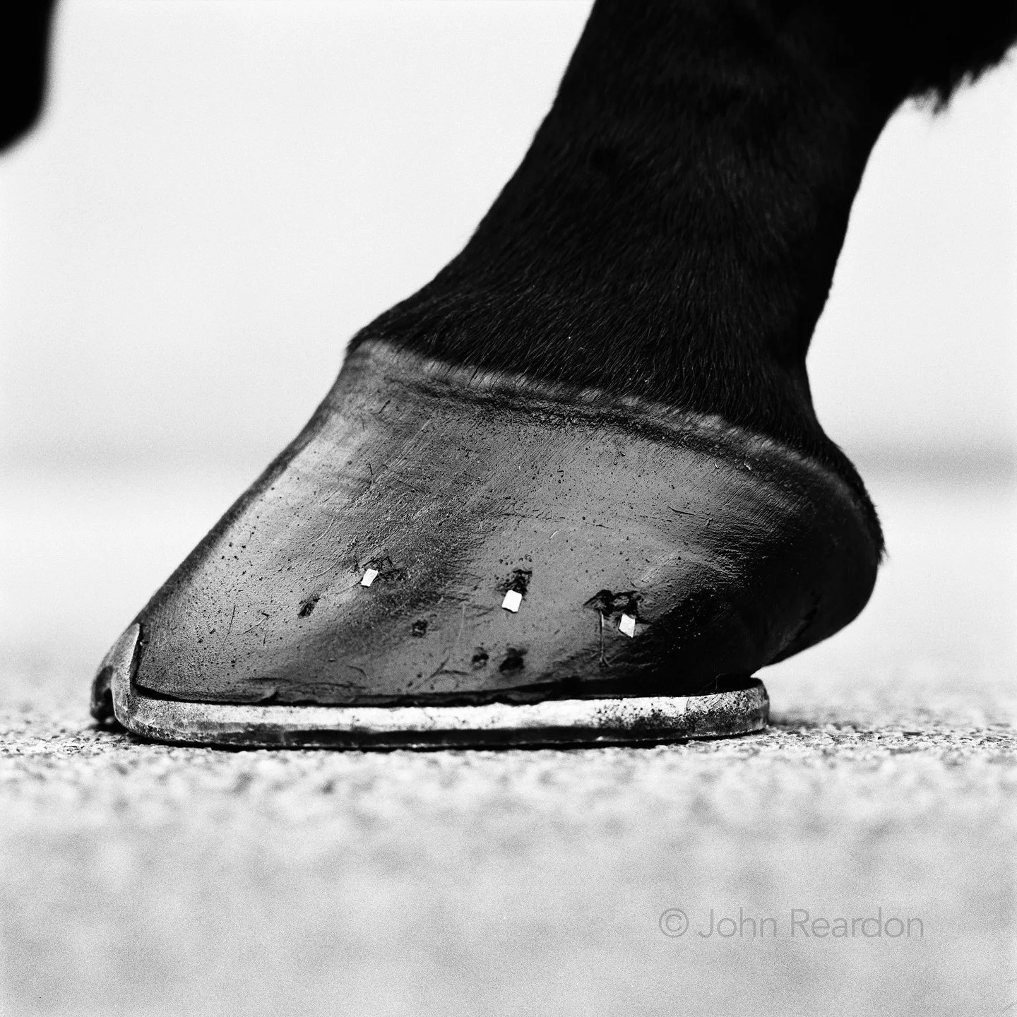Happy Chinese New Year. 
Year of the Horse.

Cape Cross photographed at Dalham Stud,&nbsp;Newmarket. &copy; John Reardon.

Follow @johnreardonarchive for more unpublished &amp; archive materials.

#johnreardonarchive_equine #ChineseNewYear #Zodiac #Y