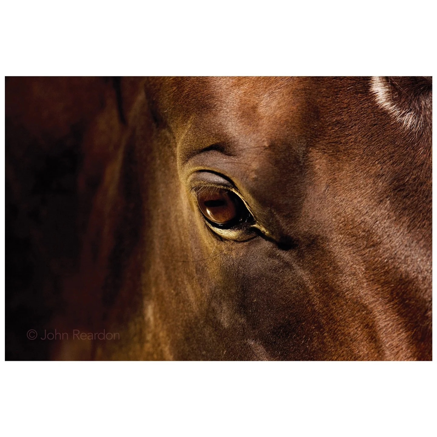 Year of the Horse

Librettist 
&copy; John Reardon

Follow @johnreardonarchive for more unpublished &amp; archive materials

#johnreardonarchive_equine #YearOfTheHorse #Librettist 
#Marois-MoulinDouble