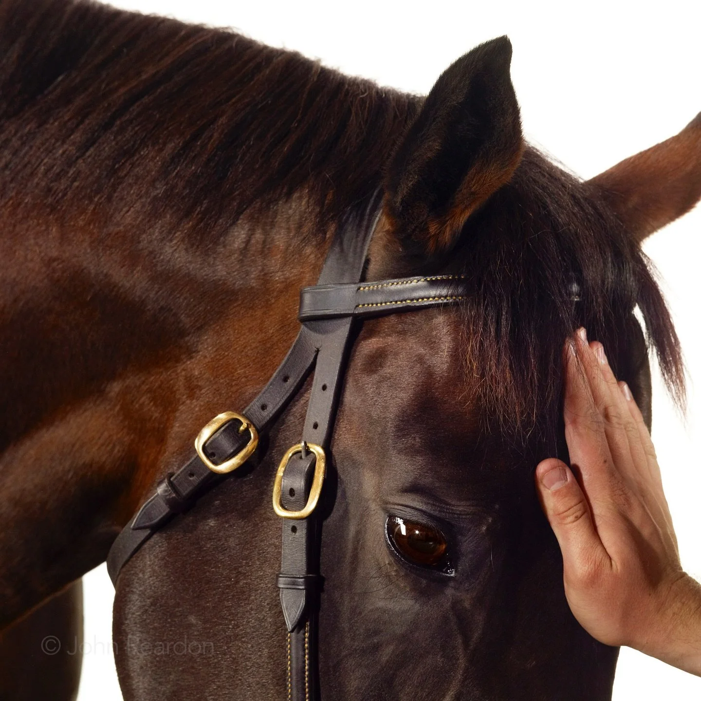 Year of the Horse

Royal Approach&nbsp;&nbsp;
&copy; John Reardon

Follow @johnreardonarchive for more unpublished &amp; archive materials

#johnreardonarchive_equine #ChineseNewYear #racehorse #YearOfTheHorse #RoyalApproach