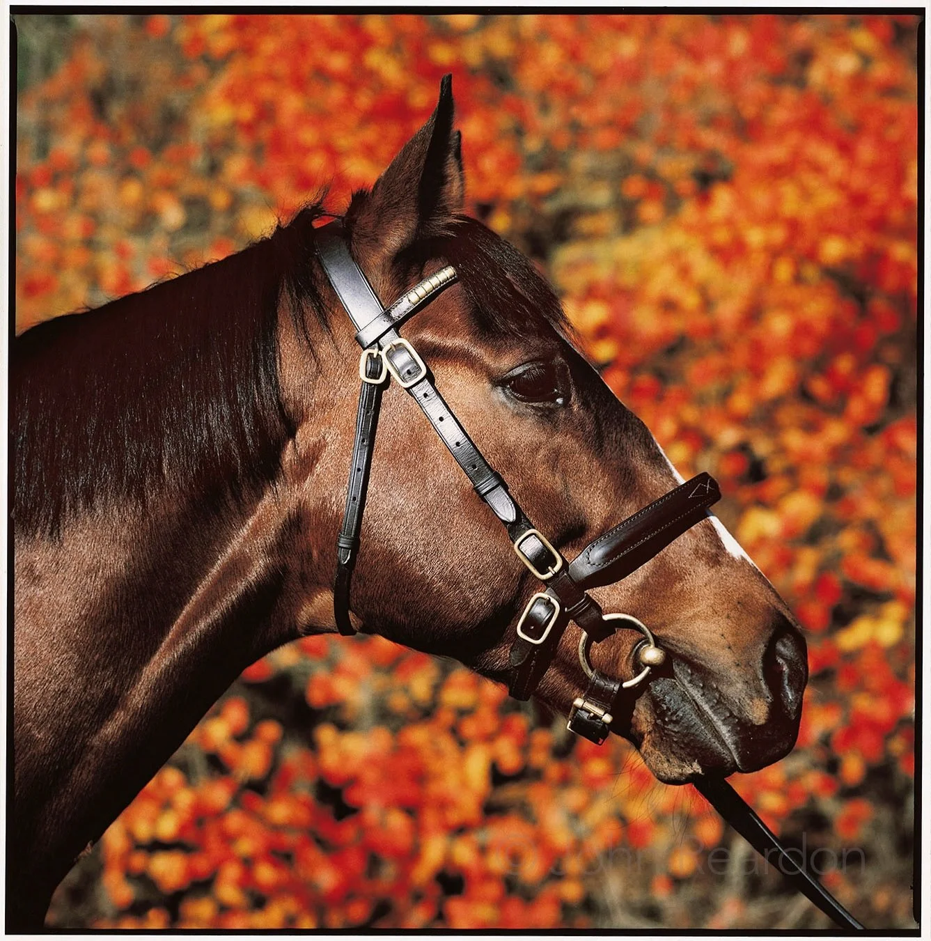 Year of the Horse
King&rsquo;s Best&nbsp;&nbsp;

&copy; John Reardon

Follow @johnreardonarchive for more unpublished &amp; archive materials

#johnreardonarchive_equine #YearOfTheHorse #KingsBest
@darleystallions