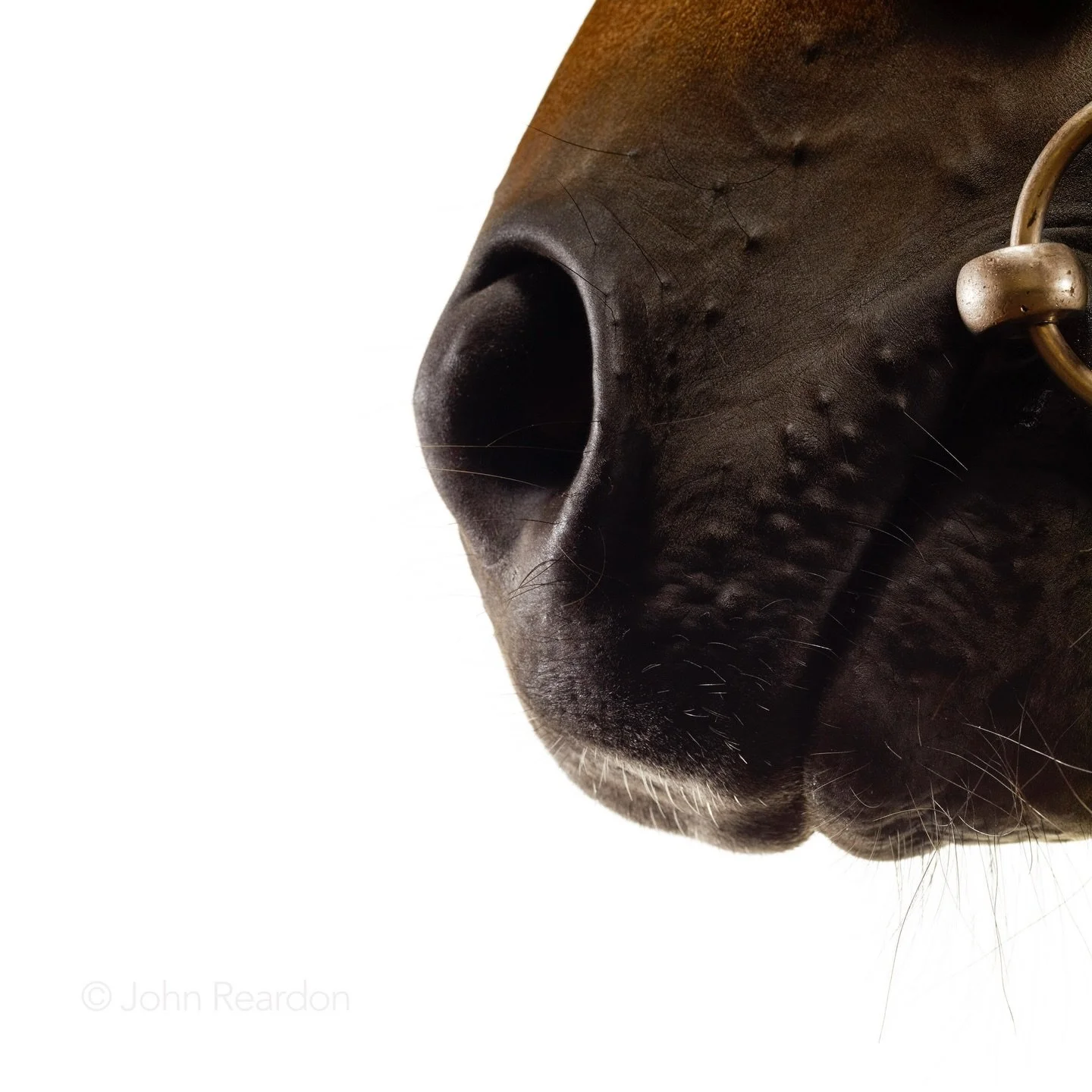 Year of the Horse
Echo of Light

&copy; John Reardon

Follow @johnreardonarchive for more unpublished &amp; archive materials

#johnreardonarchive_equine #YearOfTheHorse #EchoOfLight
@darleystallions
