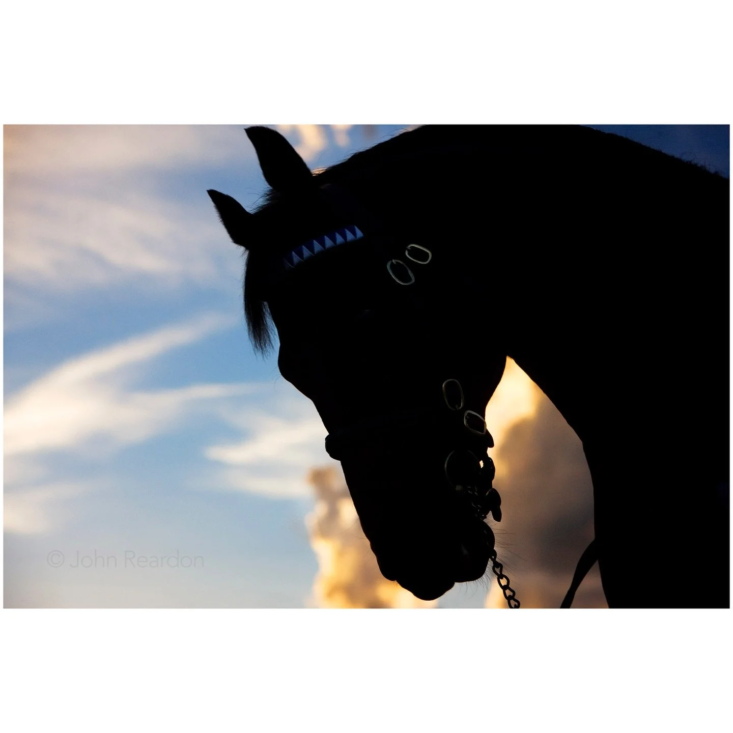 Year of the Horse

Bernardini photographed at Jonabell Farm, Kentucky &copy; John Reardon

Follow @johnreardonarchive for more unpublished &amp; archive materials

#johnreardonarchive_equine #YearOfTheHorse #Bernardini
@darleystallions #JonabellFarm 
