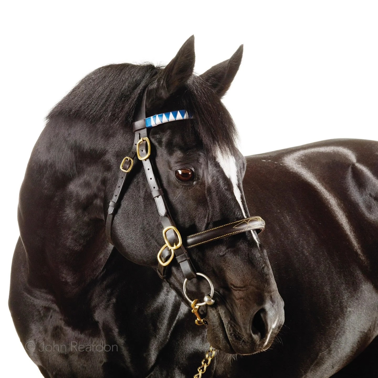 Year of the Horse

Xaar
&copy; John Reardon

Follow @johnreardonarchive for more unpublished &amp; archive materials.

#johnreardonarchive_equine #YearOfTheHorse #Xaar
@darleystallions #PrixdeCabourg #PrixdelaSalamandre